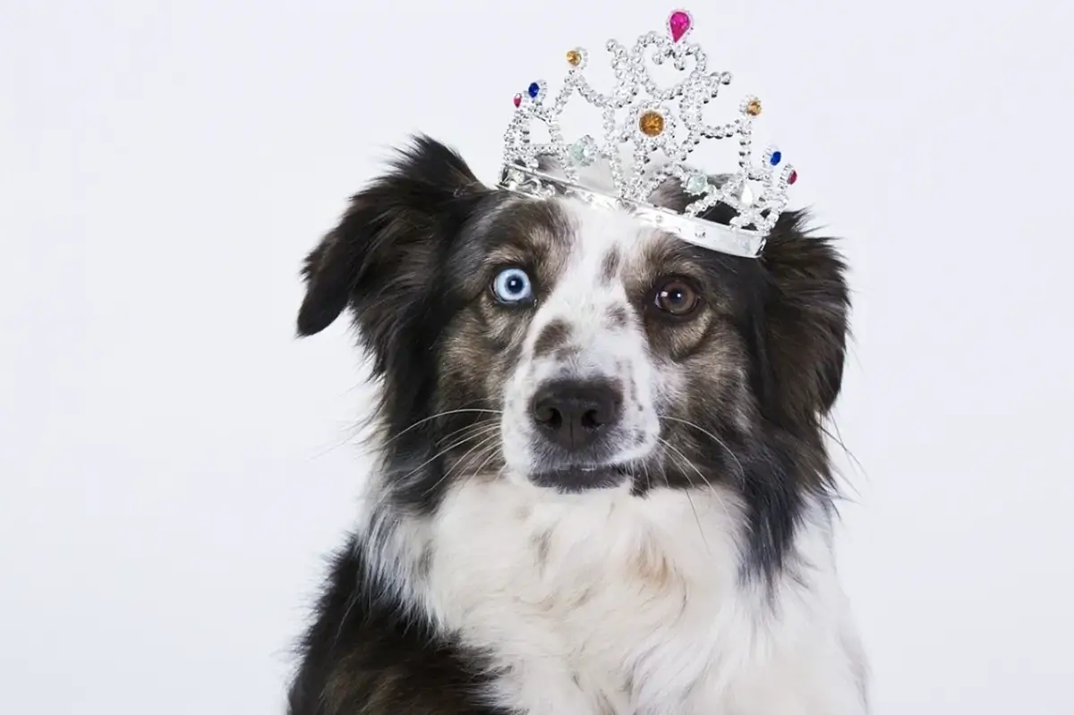 Mobile Pet Grooming - (We Come to You!)