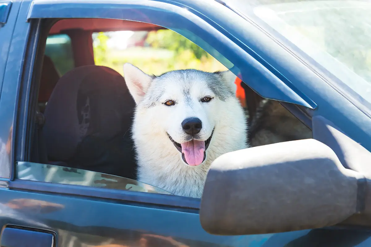 Pet Transportation – Boujee Royal Pet Taxi