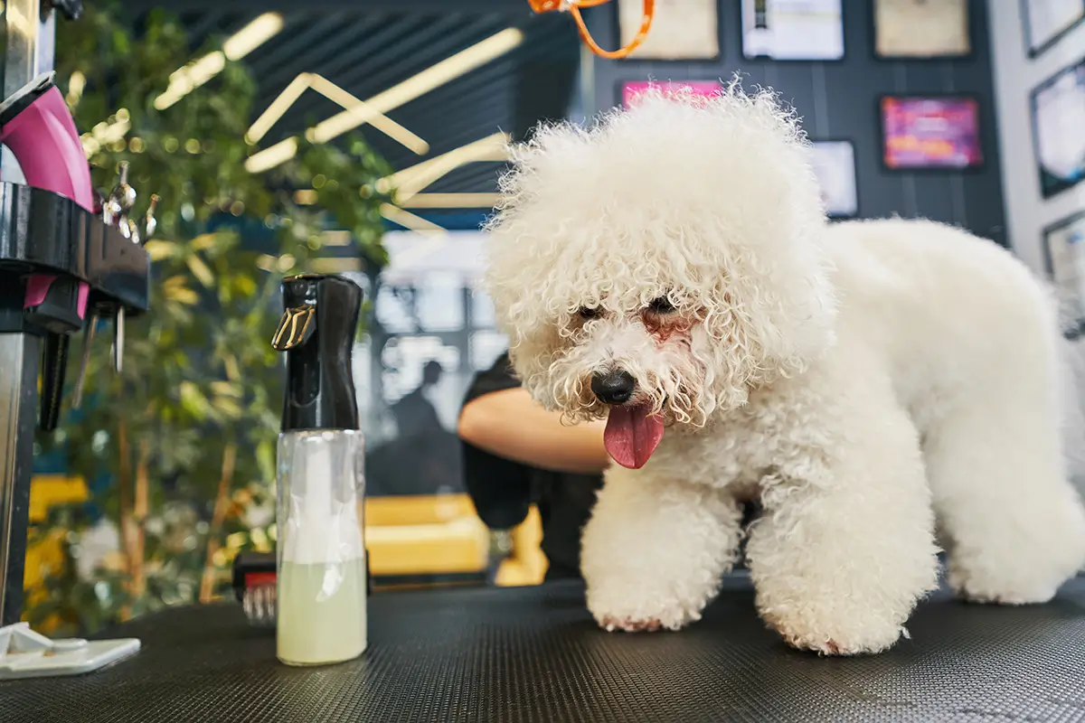 Pet Grooming Salon in Hialeah