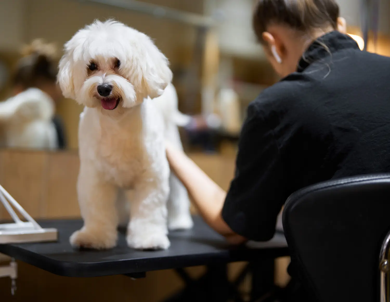 Salon Pet Grooming in Hialeah | Boujee Luxury Pet Spa