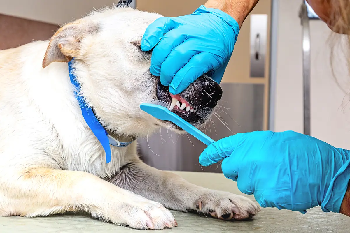 Pet Dental Cleaning (Anesthesia-Free)