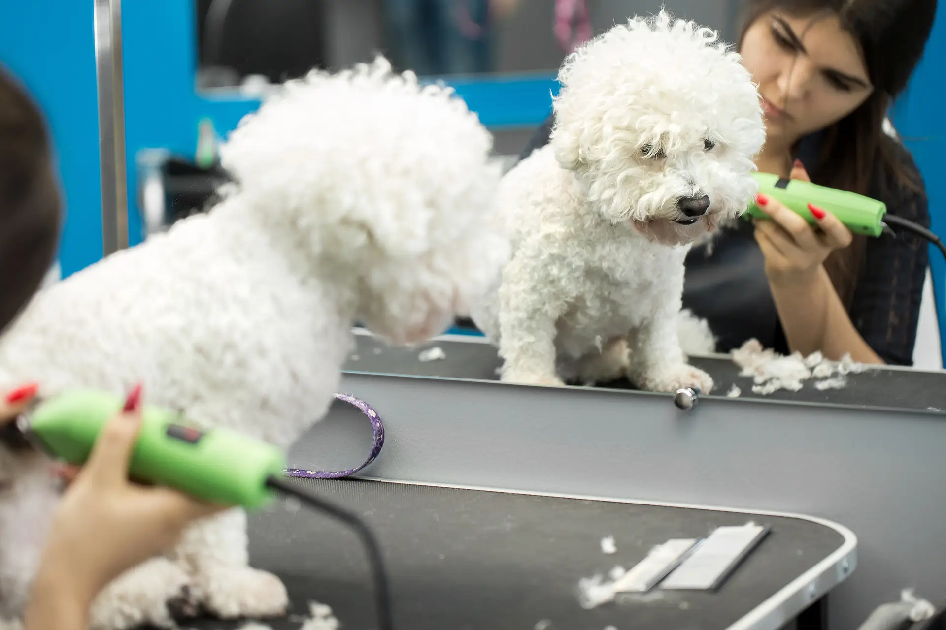 pet spa hialeah miami - Pet Grooming Fort Myers