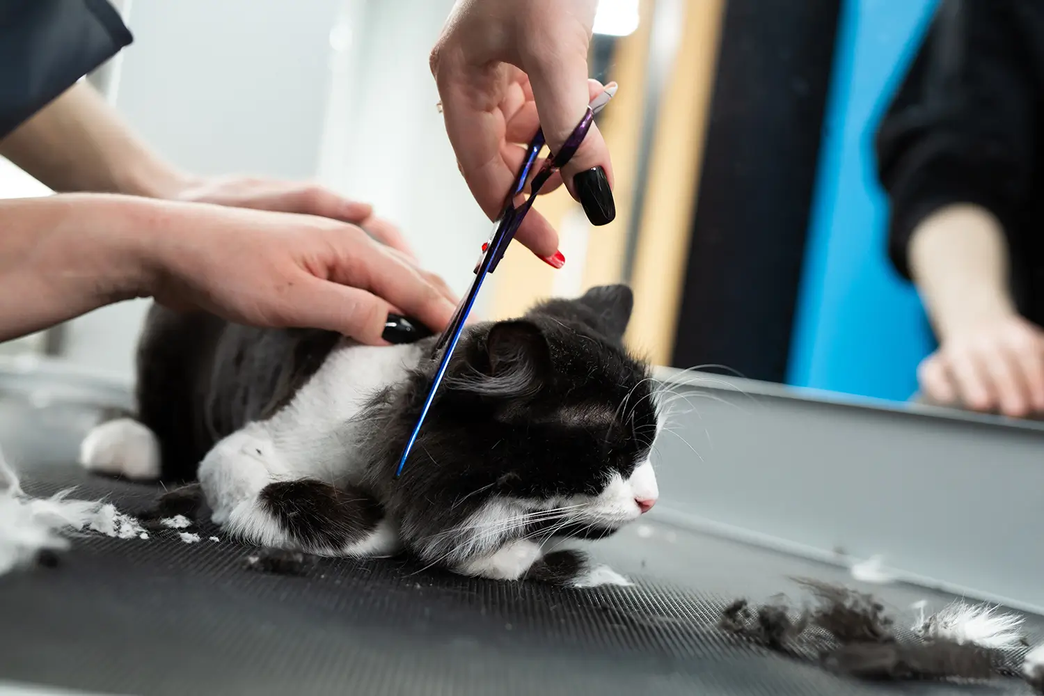 Mobile Pet Grooming Hialeah - Mobile Pet Grooming Miami