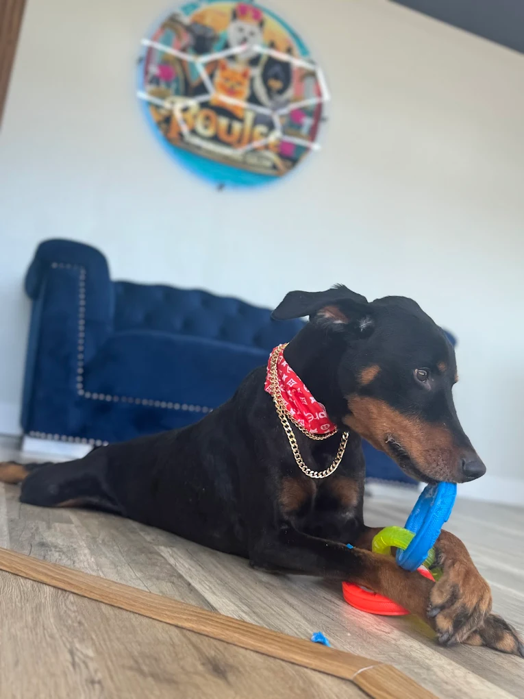 Boujee Mobile Pet Grooming Miami