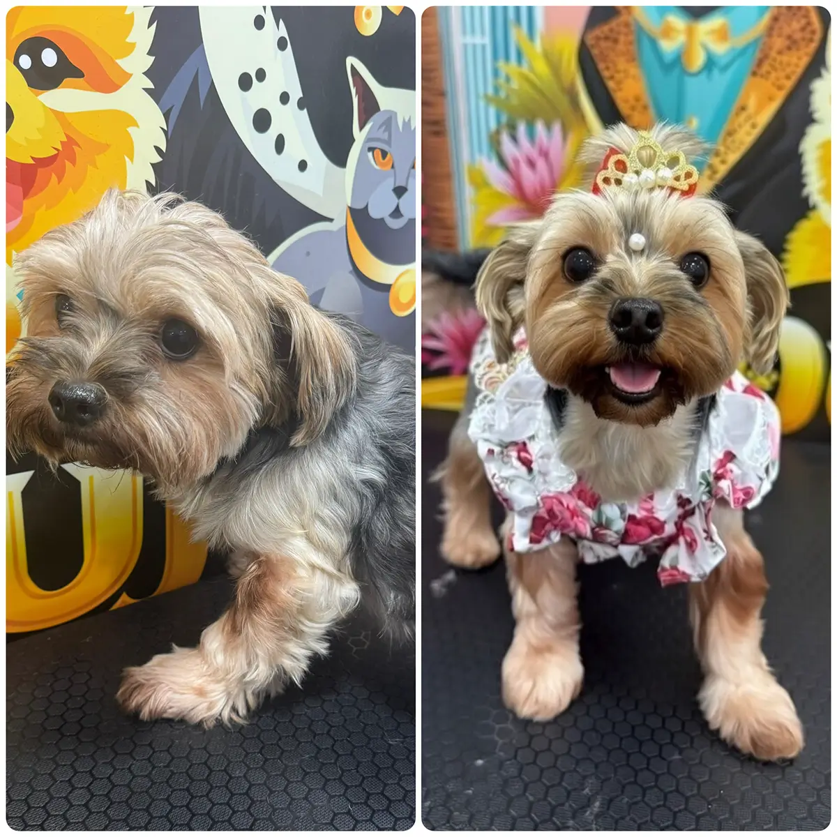 Mobile Pet Grooming in Miramar, FL