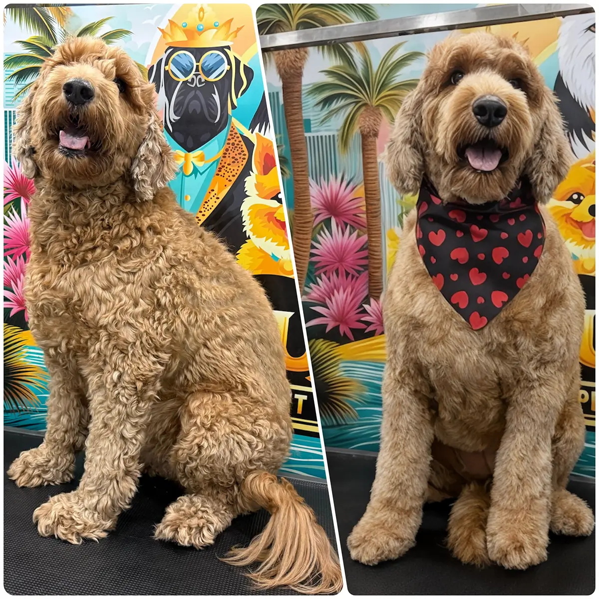 Mobile Pet Grooming in Plantation, FL