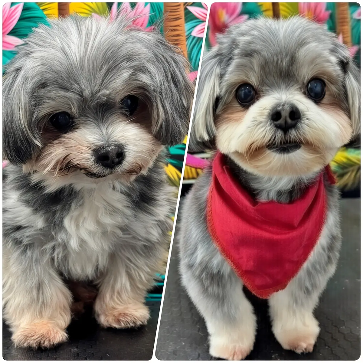 Mobile Pet Grooming in Davie, FL