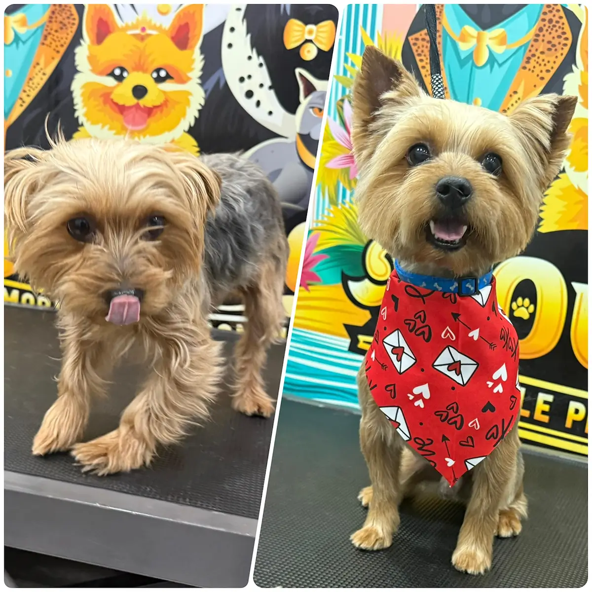 Mobile Pet Grooming in Davie, FL