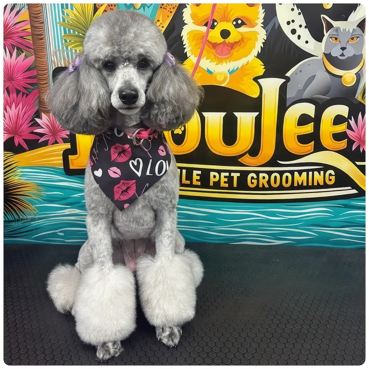 Mobile Pet Grooming in Hollywood, FL