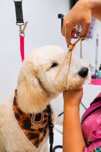 Boujee Mobile Pet Grooming Hialeah FL