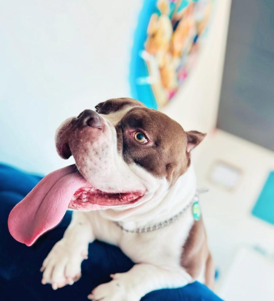 Boujee Mobile Pet Grooming in Hialeah FL